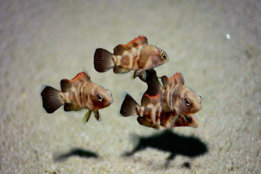 ORNATE CICHLID (Mesoheros Ornatus)