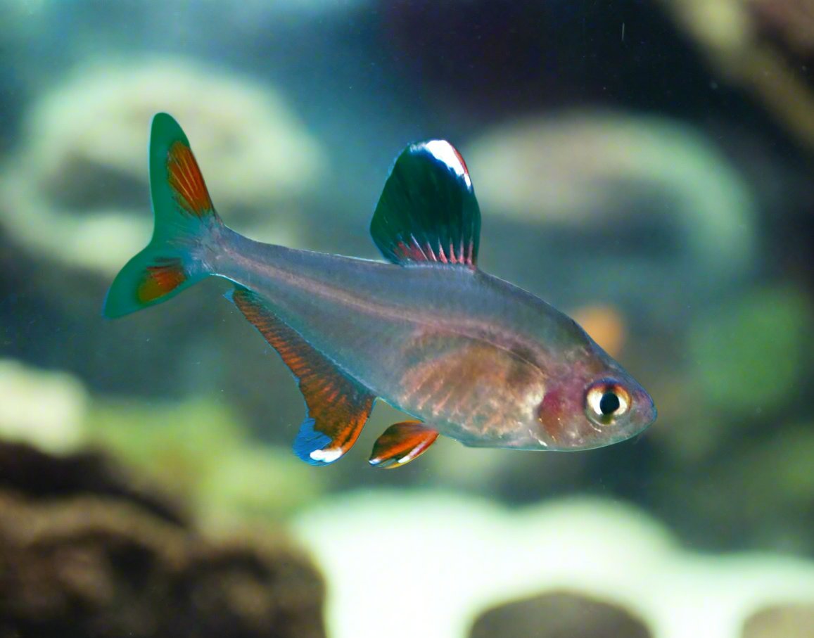 ORNATE TETRA (Hyphessobrycon Bentosi)