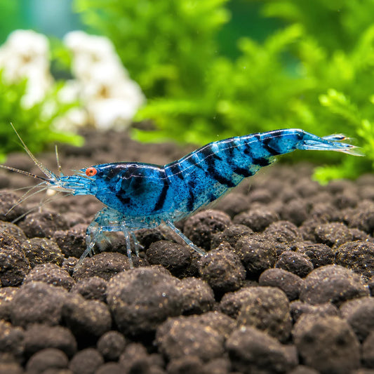 ORANGE EYE BLUE TIGER SHRIMP (Caridina mariae)