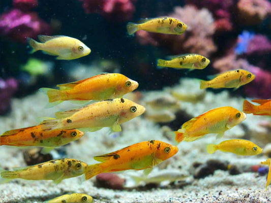 PARALABIDOCHROMIS .SP *Pink Piebald*