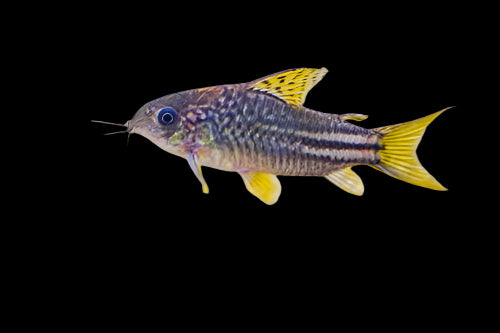 PERUVIAN YELLOW CORYDORA (Corydoras C123)