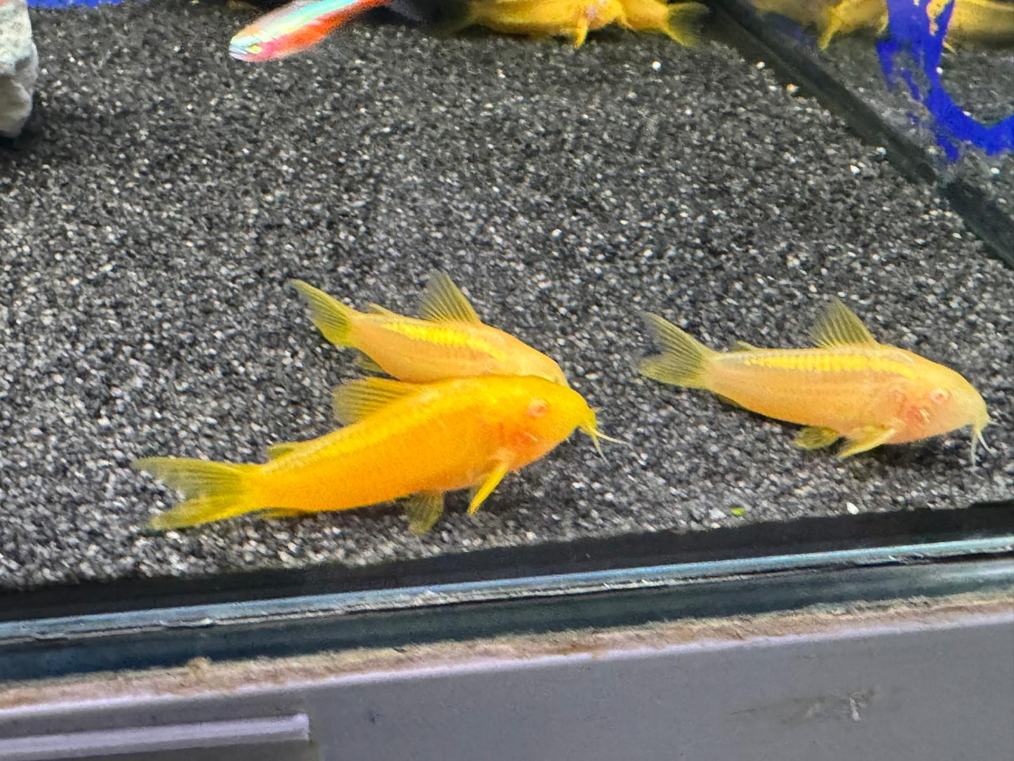 ALBINO GOLD LASER CORYDORA (Corydoras sp. (Cw010 Rio Ucayali) *ULTRA RARE*
