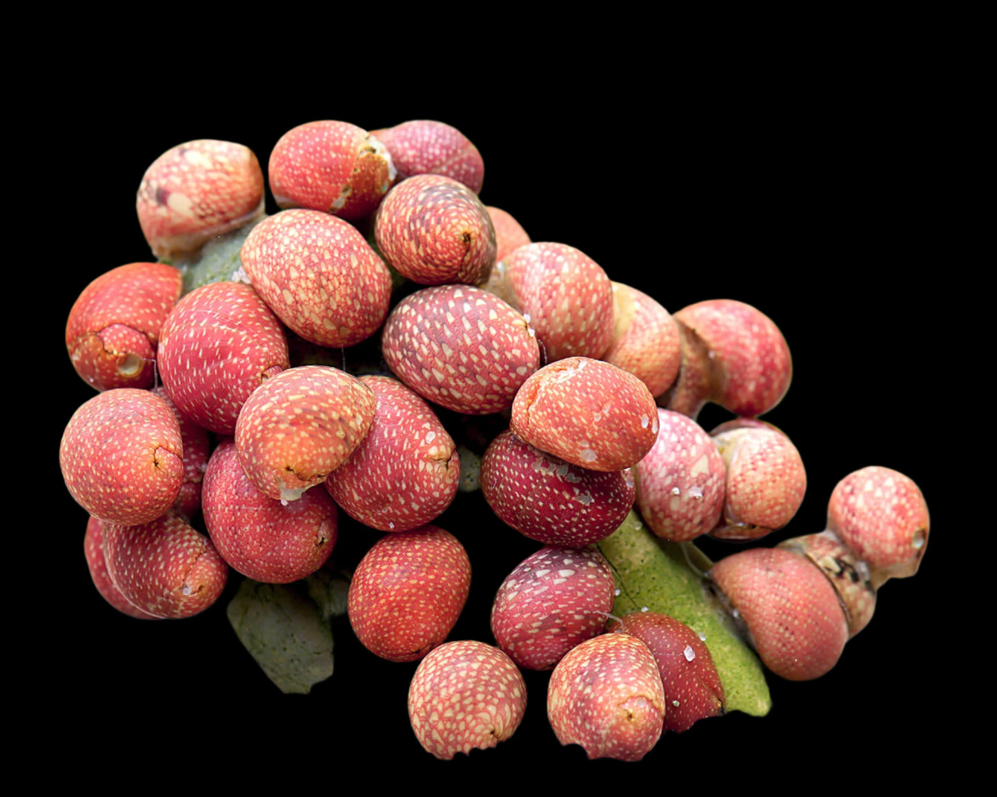 PINK LADY NERITE (Clithon sowerianum)