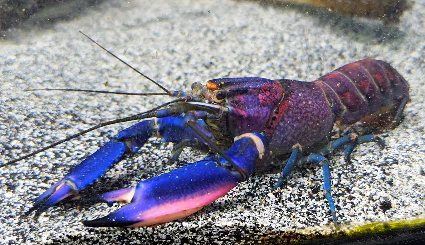 PURPLE ARM PULCHER LOBSTER (Cherax Pulcher .Var) *Ultra rare*