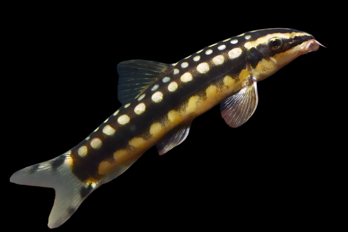 PYGMY CHAIN LOACH (Botia sidthimunki)