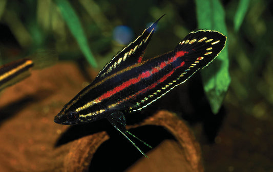 LICORICE GOURAMI (Parosphromenus juelinae) - Aquarists Across Canada