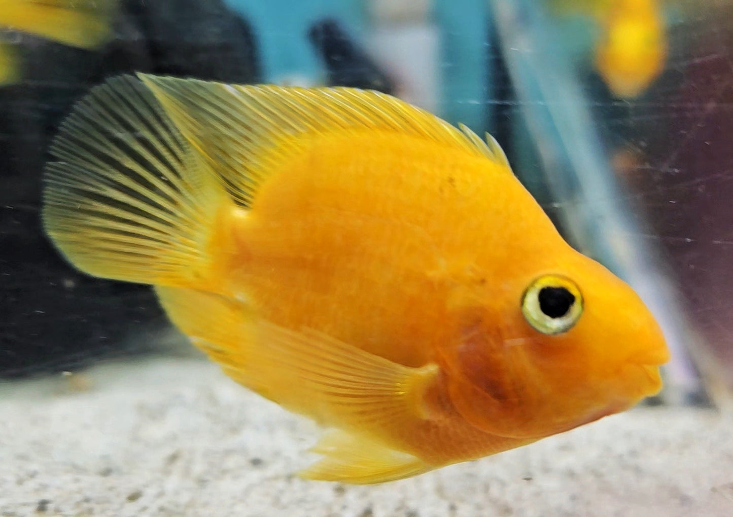 PEACH PARROT CICHLID (Amphilophus citrinellus x Paraneetroplus synspilus) 2404