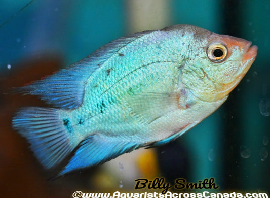 FLOWERHORN THAI SILK - Aquarists Across Canada