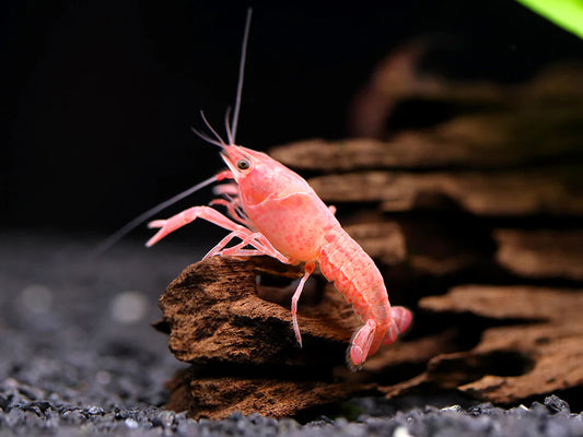 PINK SAKURA CRAYFISH (procambarius clarkii .sp)