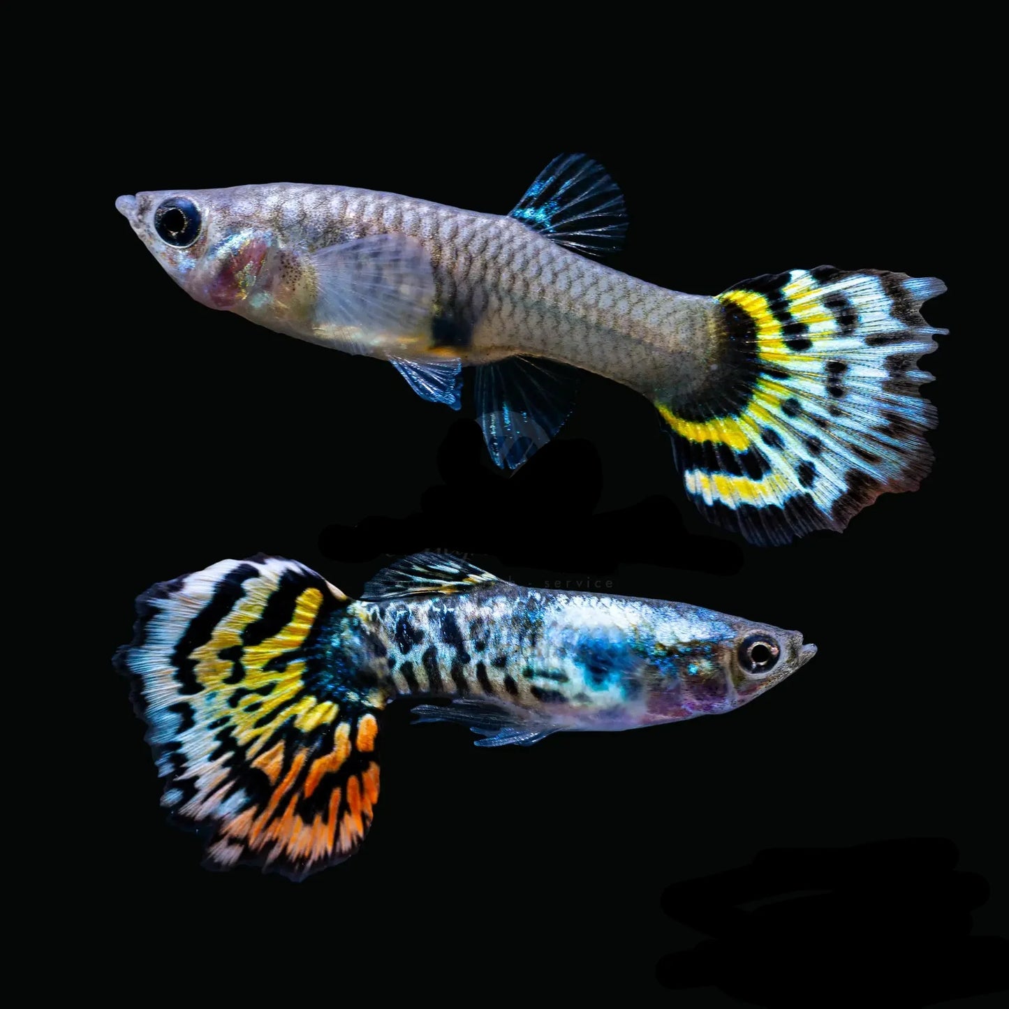 GUPPIES PLATINUM YELLOW TIGER (Poecilia reticulata)