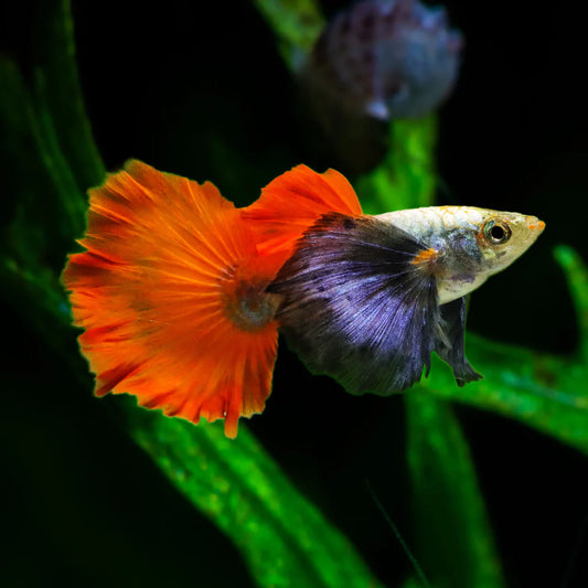 GUPPIES PLATINUM RED TAIL DUMBO EAR ( PAIR ) (Poecilia reticulata)