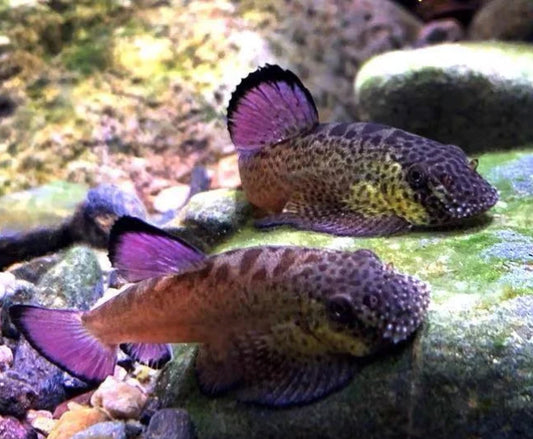 PURPLE HILLSTREAM LOACH (pseudogastromyzon laticeps) *RARE*
