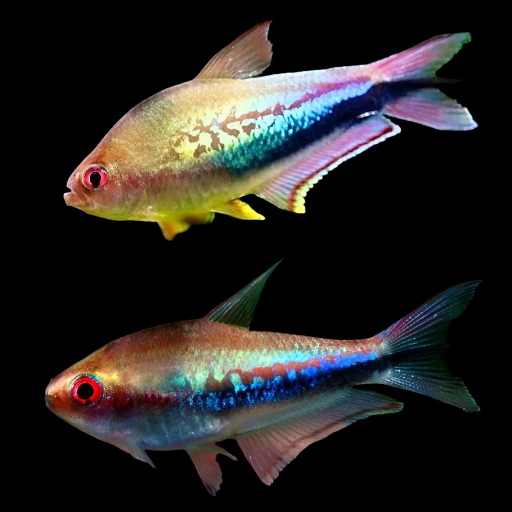 RAINBOW EMPEROR TETRA (Nematrobrycon lacortei)