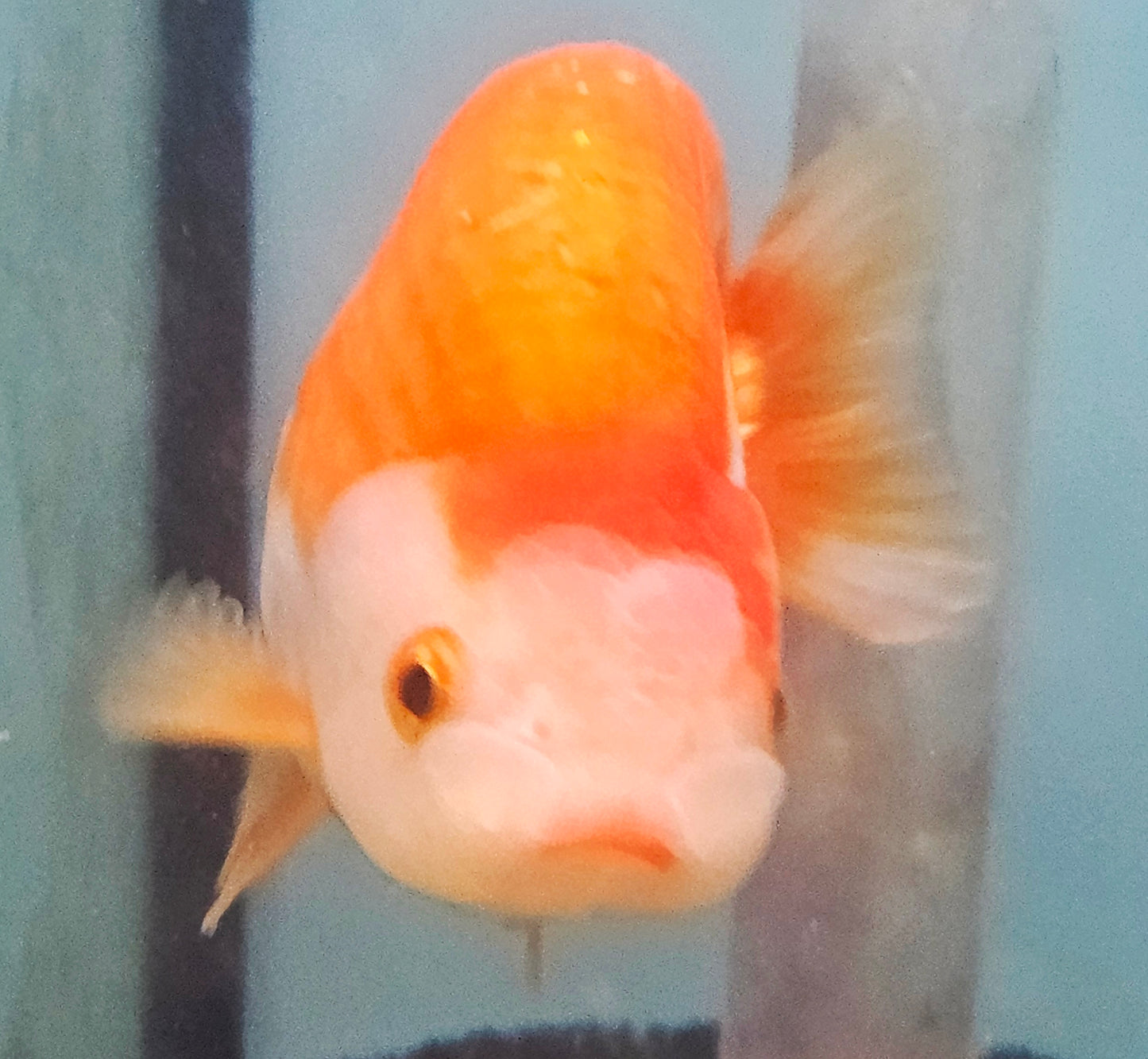 RANCHU A GRADE (Carassius Auratus) 3.5-4.5"