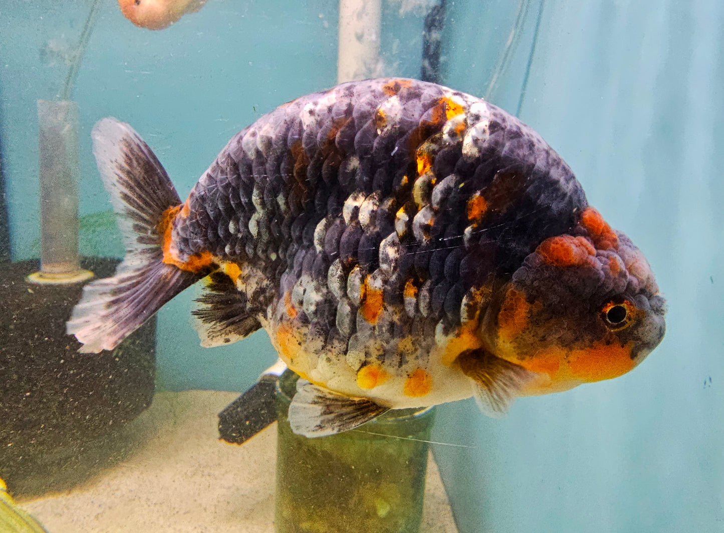 RANCHU A GRADE (Carassius Auratus) 3.5-4.5"