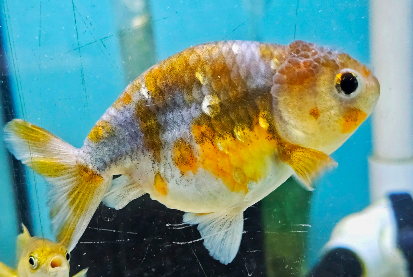 RANCHU B GRADE (Carassius Auratus) 3.5-4.5"