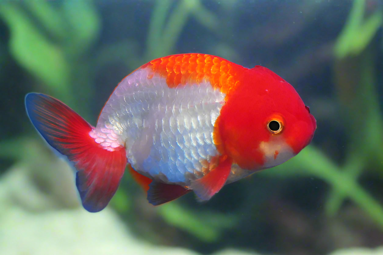 RED AND WHITE RANCHU (Carassius Auratus) 2.5-3.25"