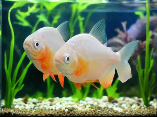 RED BELLY PACU *ALBINO* (Piaractus brachypomum)