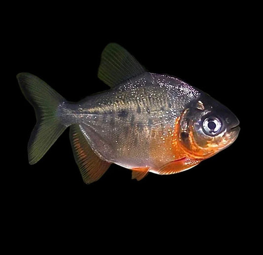 RED BELLY PACU (Piaractus brachypomum)