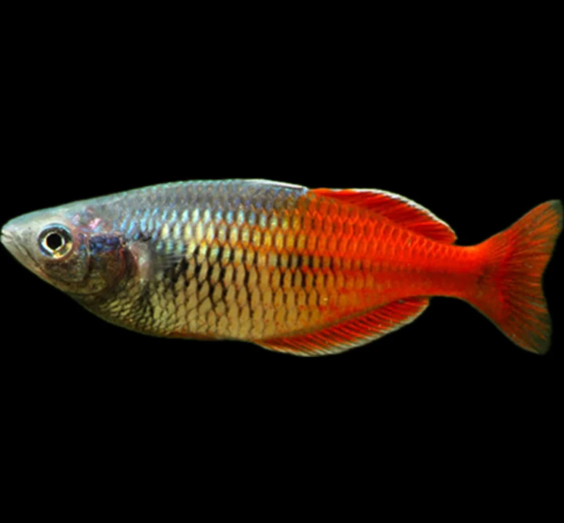 RED BOESMANI RAINBOW (Melanotaenia boesemani "Aytinjo"