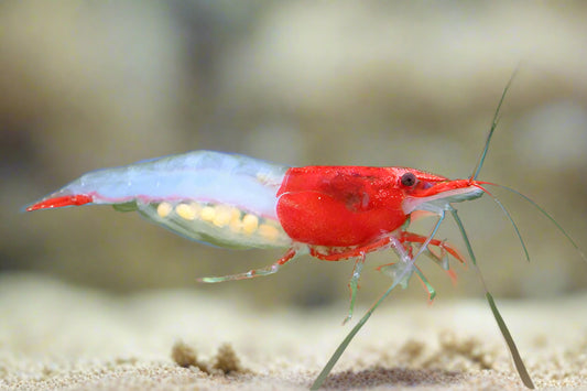 RED RILI SHRIMP (Neocaridina Heteropoda Var)