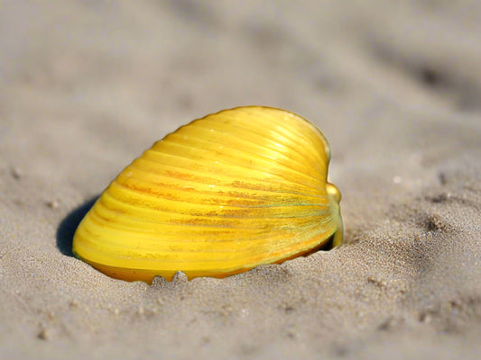 Rainbow clam (Corbicula Javanicus .var)