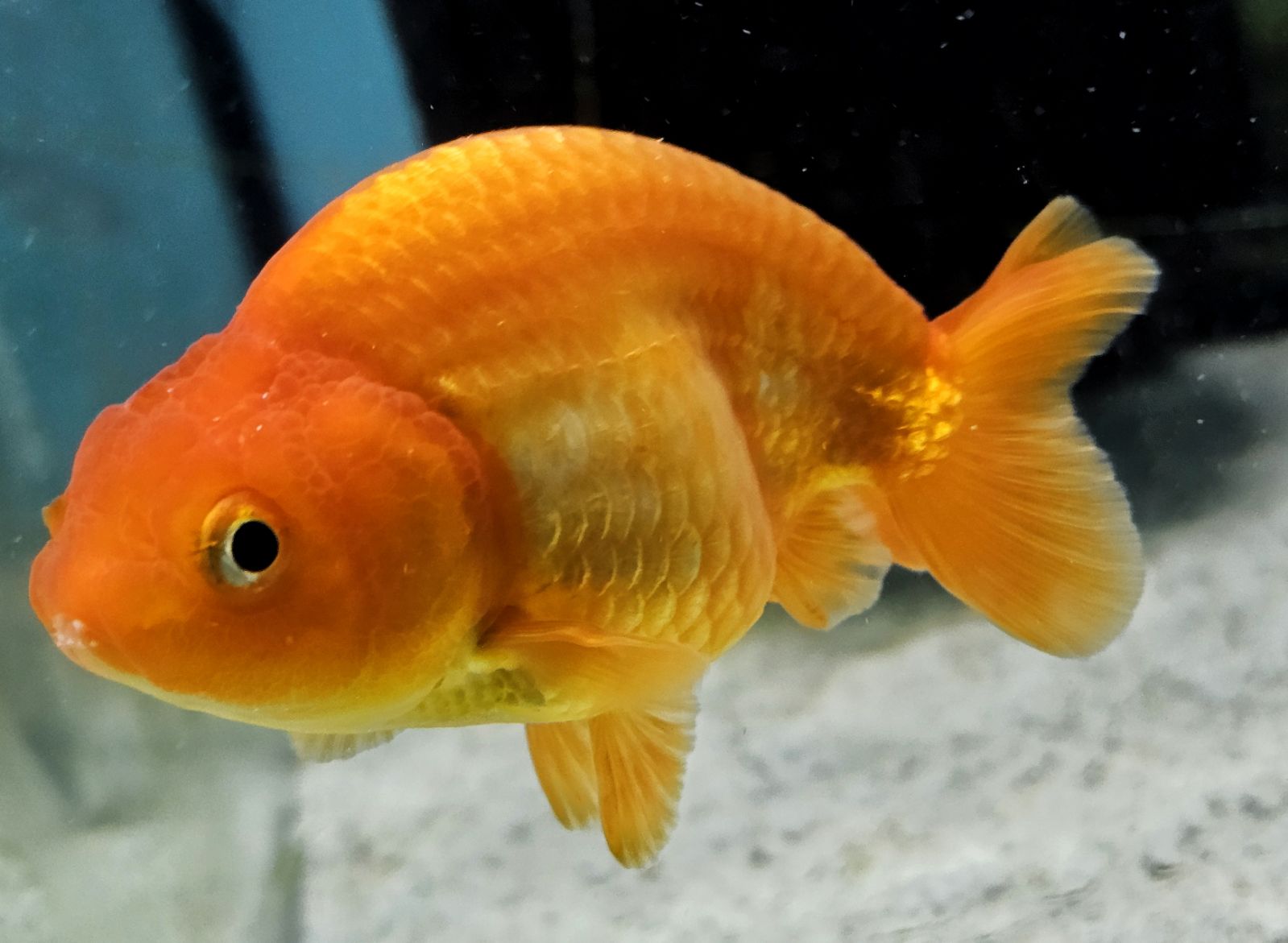 Shark Ranchu RANCHU B GRADE (Carassius Auratus) 3.5-4.5
