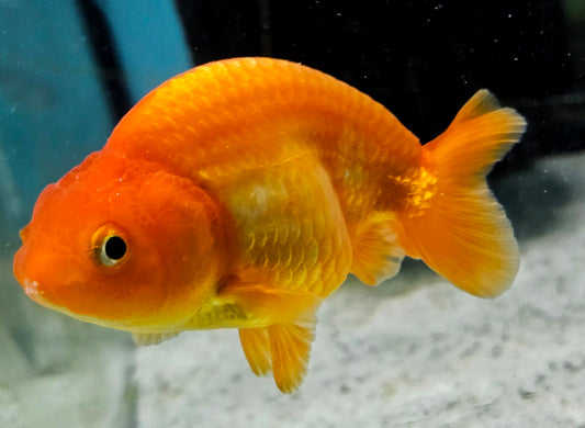 RANCHU B GRADE (Carassius Auratus) 3.5-4.5"