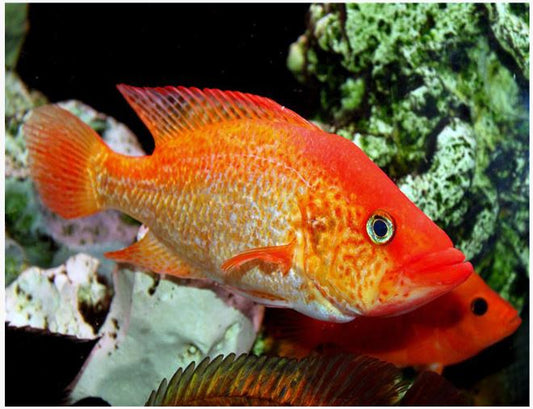 RED BAY SNOOK (Petenia splendida)