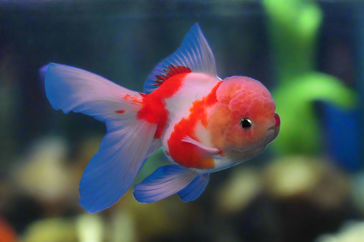 SAKURA ORANDA (Carassius Auratus) 2"