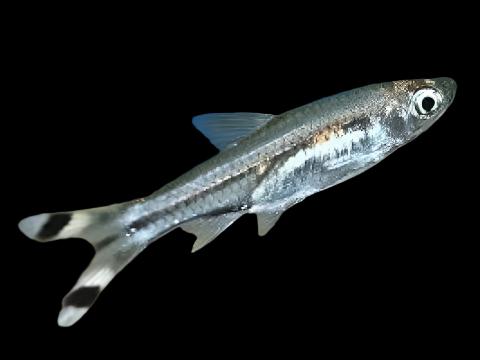 SCISSORTAIL RASBORA (Rasbora trilineata)