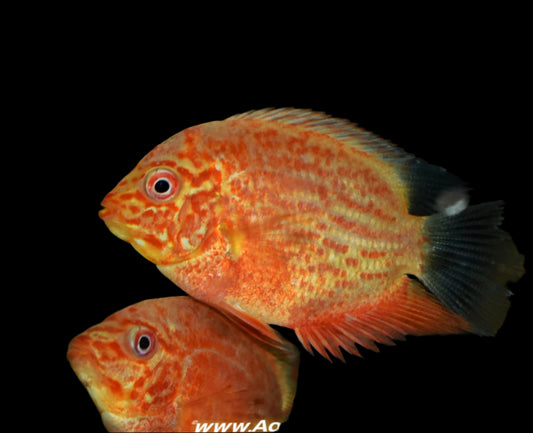 SEVERUM *RED SPOTTED* (Heros appendiculatus/Heros efasciatus) - Aquarists Across Canada