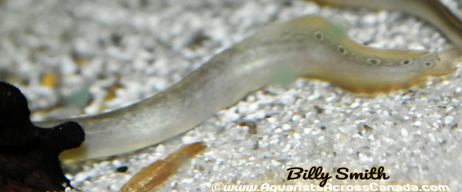 SPOTTED SPINY EEL (Macrognathus siamensis) - Aquarists Across Canada