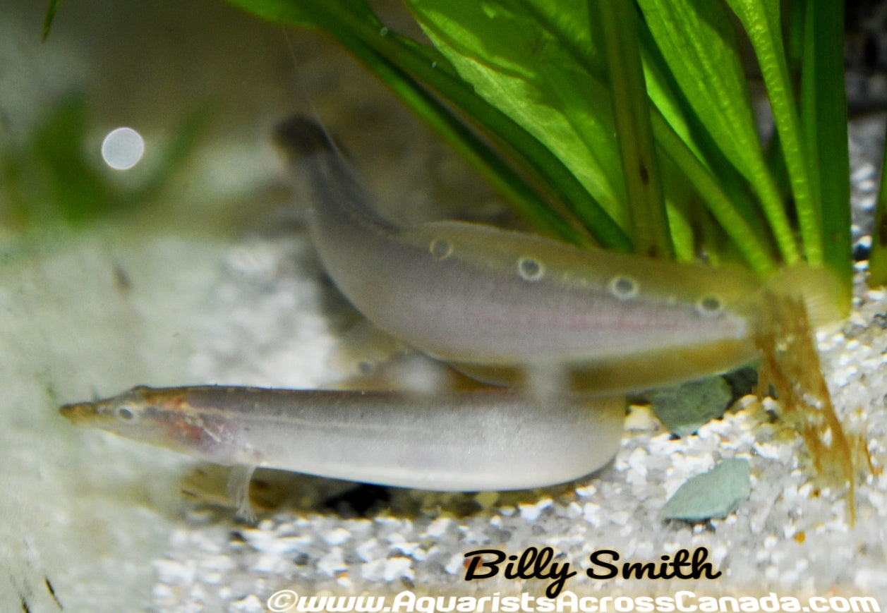 SPOTTED SPINY EEL (Macrognathus siamensis) - Aquarists Across Canada