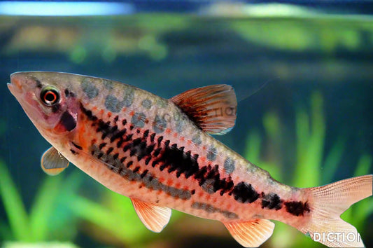 STRAWBERRY LEPORINUS (Leporinus Granti)