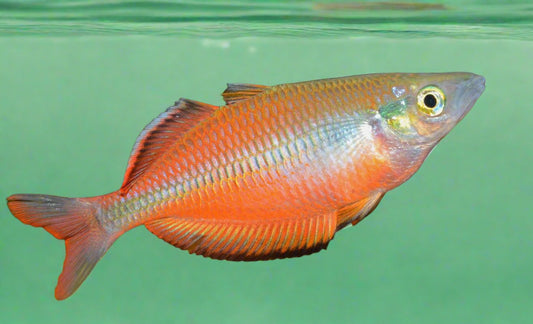 SUSI CREEK RAINBOW (Melanotaenia Susii)