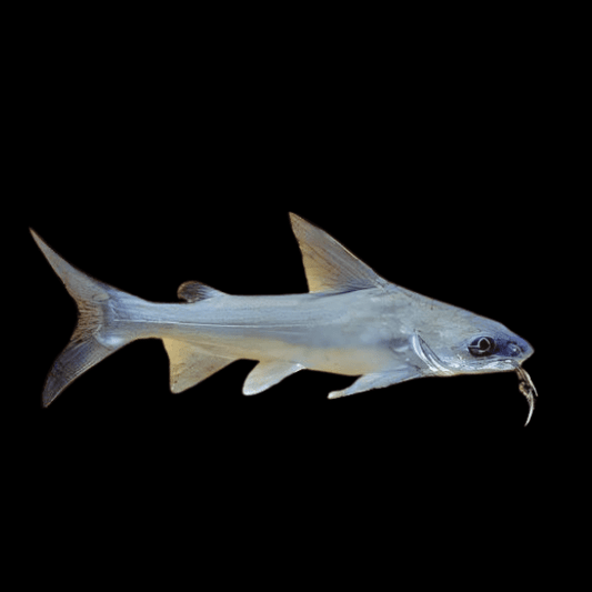 LESSER SALMON CATFISH (Arius graeffei) *RARE*