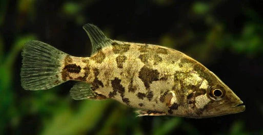 ASIAN LEAF FISH (Nandus-nandus)
