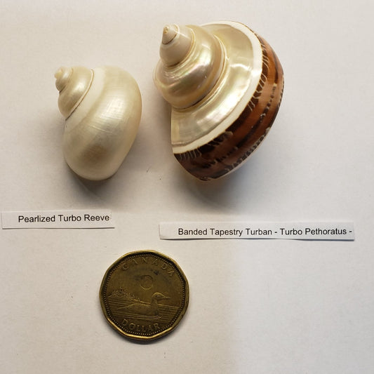 Hermit Crab Shell Mixed Polished 1.50" to 1.75" 2pack