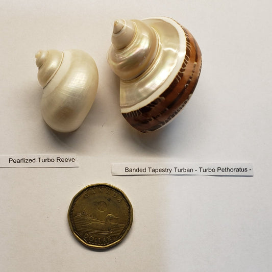Hermit Crab Shell Mixed Polished 1" to 1.5" 2pack