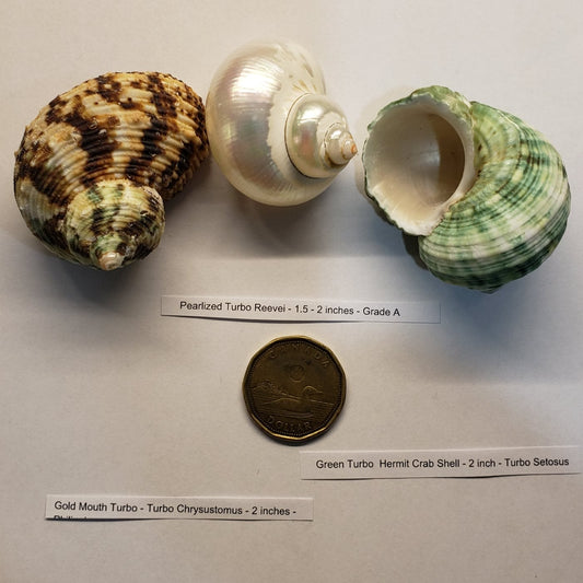 Hermit Crab Shell Mixed Turbo Gr + Br + Pearl  1.5" to 2.25" 3pack