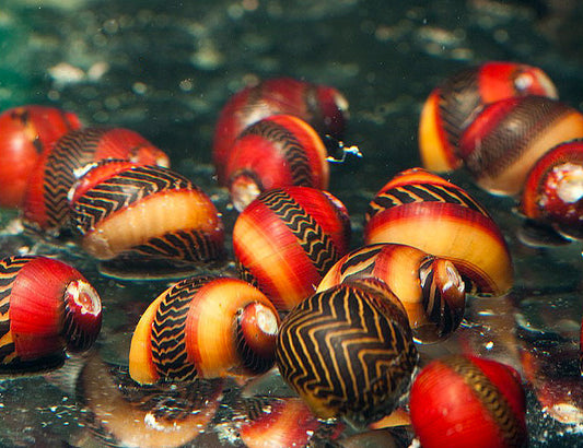 ASSORTED RACER NERITE ((Vittina waigiensis) - Aquarists Across Canada