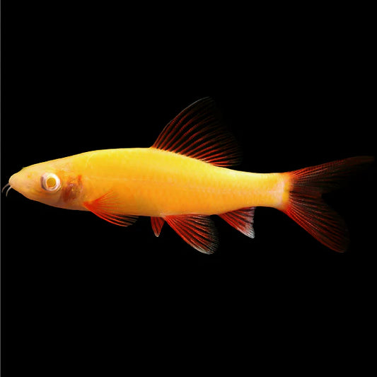 GLO RAINBOW SHARK *SUNBURST ORANGE* (Epalzeorhynchos frenatum) (Copy)