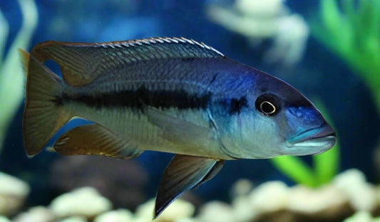 TAENIOCHROMIS HOLOTAENIA MALE 7" TA2407