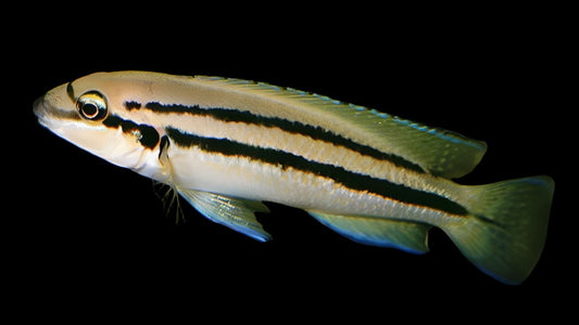 TELMATOCHROMIS BIFRENATUS