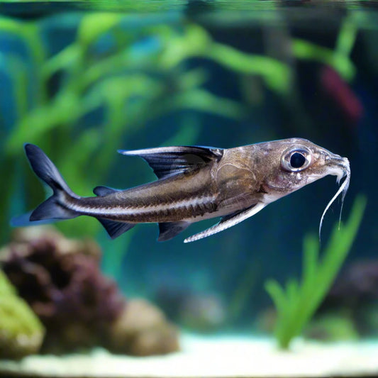 THREE SPOT MOUSE CATFISH (Tenellus Trimaculatus)