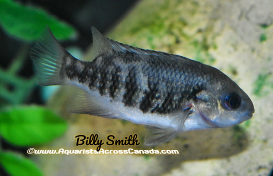 TUBA (Tomacichlia Tuba) 4" - Aquarists Across Canada