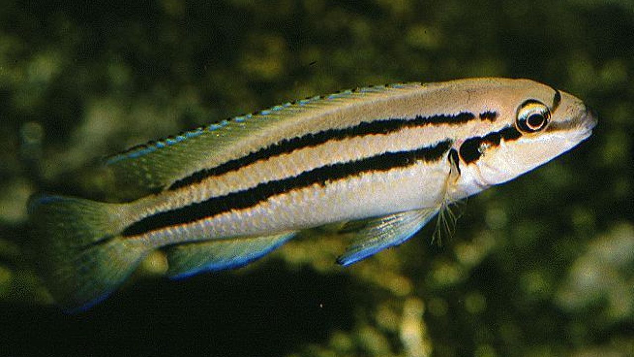 TELMATOCHROMIS BIFRENATUS