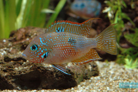 MACULIPINNIS (Thorichthys Maculipinnis)