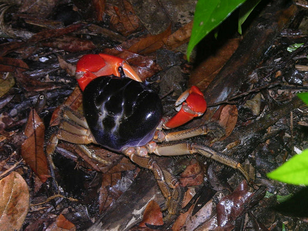 GIANT RED LAND CRAB (Tuerkayana magnum) – Aquarists Across Canada